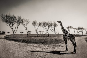 South Africa